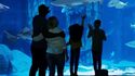 Madame Tussauds und SEA LIFE Aquarium