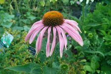 Découvrir l'Oasis Botanique de Londres : Accès à Chelsea Physic Garden