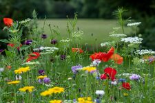 Exploration de la Faune et de la Flore Magiques de Kensington Gardens