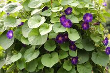 La Flore Étonnante de Chelsea Physic Garden