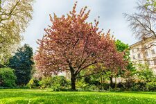 Profitez des Jardins de Pimlico  Une Oasis de Sérénité au Cœur de Londres