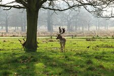 Richmond Park  Une Parenthèse Naturelle au Cœur de Londres