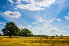 À la Découverte de Richmond Park en Toutes Saisons : Un Trésor Naturel au Cœur de Londres